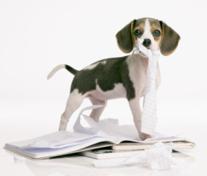 beagle_puppy_homework